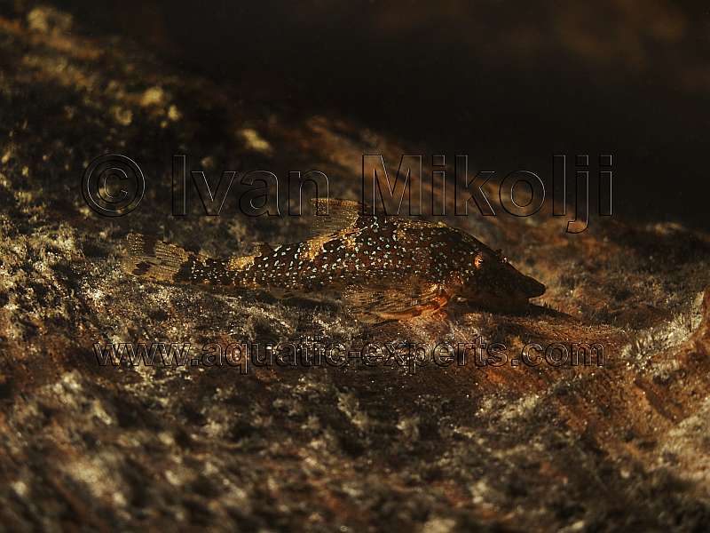 Parotocinclus eppleyi 3